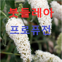 (성실농원)붓들레아 묘목(프로퓨전) (포트묘) 4그루