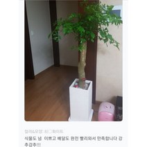 없음 [반값화분] MAIN-대형해피트리140(행복나무) 직접배송 축하화분 개업화분 거실화분 카페화분 인테리어화분 아레카야자 극락조 알로카시아 파키라 고무나무, 낮은원통