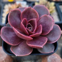 꽃보다 예쁜 다육이 8종 모아보기, 레드탄