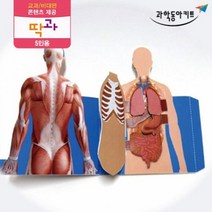인체 구조 내장기관 모형 만들기 키트 5인 실험관찰 초등학생과학 과일전지실험 초등과학키트 과학기자재