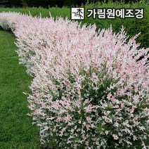 삼색버드나무 셀릭스 샐릭스 활엽수 가림원예조경, 플라밍고 셀릭스 스탠다드형