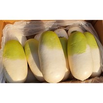 제주 세척 무1개