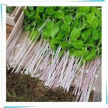 설명절 보모님 선물 새싹삼 2년생삼 25CM 국내산(20뿌리), 새싹삼20뿌리