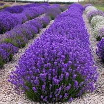 라벤더 (잉글리쉬라벤더) 허브 모종 - 10cm포트 5개