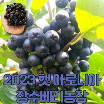 [게르마늄영양제사용] 마미템 23년 햇 냉동 생 아로니아 꼭지제거 생과, 1개, 꼭지제거특품5kg