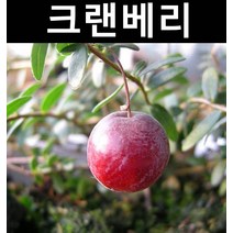 크랜베리 삽목4년 5치포트 1개/나무 묘목/과실수/유실수