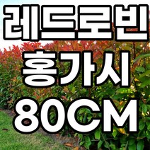 레드로빈 홍가시 80cm 나무 분묘 철쭉마켓 상록수 울타리나무 카페 정원수 옥상 정원 나무시장 묘목시장 반려식물 펜스 공기정화 화분 꽃나무 조경 고급 정원수, 레드로빈 홍가시 80cm전후 1개 배송비별도