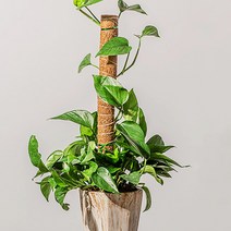 코코넛 섬유지지대 수태봉 넝쿨식물 지지대 길이연장, ◇3-수태봉-60cm◇