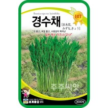 주주씨앗 경수채 씨앗 2000립 / 수채 커몬 교나 미즈나 일본 쌈 채소 새싹채소 싹기름채소 kyona 텃밭씨앗 홈가드닝