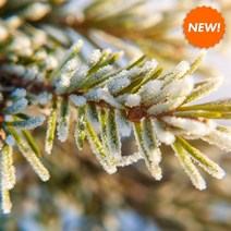 캔들워머 양초난로 크리스마스 캔들리스 센터피스 향피우기 캔들사이언스 미국 수입 캔들 오일, 05 16oz오리지널（약473ml）, 23 알파인 향기