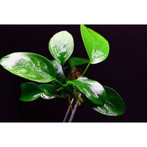 아누비아스 나나 일반나나 중 사이즈 1벌브 활착수초 초보수초, 선택안함(사착보상X)