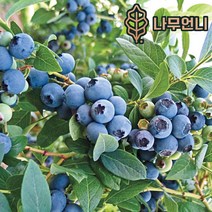 블루베리 9종 스파르탄 챈들러 레카 한나초이스 오닐 듀크﻿ 나무언니, 오닐 7치화분 결실주
