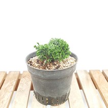 청 짜보 분재 연산회 오리지널 미니 편백 나무 인테리어 화분 만들기