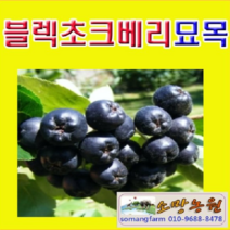 (NY소망)블렉초크베리(아로니아)묘목(실생3년) 4그루