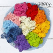 공기정화식물 스칸디아모스 미세먼지제거 음지식물 천연이끼 20g 30g, 선택02.손질 30g, 어텀