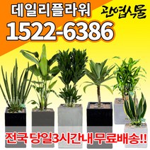 개업축하화분배달 개업식 실내화초 금전수 돈나무 산세베리아 행운목 해피트리 크로톤 스투키 뱅갈고무나무 극락조 알로카시아 개업선물 집들이 거실화분, (선택70)무늬벤자민