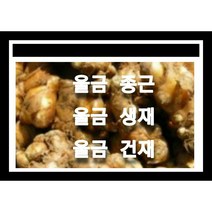 울금종근 8k 울금모종 울금씨앗재배