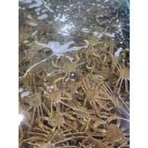 이바다수산 속초 홍게 박달 자숙 대게 스토우크랩 1KG 2KG 3KG, 속초 박달홍게3KG(7~10미)일반형, 1개