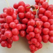 문경 제철에만 맛볼수있는 오미자 생과 10kg/23년햇, 1개