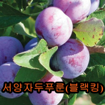 서양자두 푸룬(블랙킹)접목1년특묘 나무 묘목 푸룬자두나무