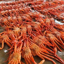 박달급 후포리 홍게 대게 활홍게 자숙 생물홍게 찜발송 3kg, 활(생물)발송 3kg, 1개