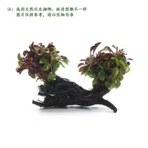 수초 세트 키우기 좋은 활성 진수초 식물 녹색 국화, 붉은 물결 두 머리 침목 한 몫