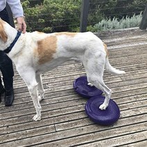 강아지짐볼 강아지밸런스볼 슬개골운동 애견 짐볼 재활 균형, C