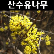 산수유 나무 묘목 실생1년 뿌리 특묘 10개/정원/공원/조경수