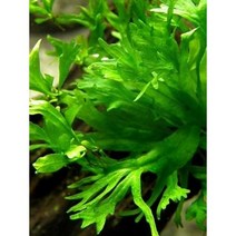 미크로소리움 웬델롭(소형) 5잎 (음성수초 활착수초 은신처 소형크기)