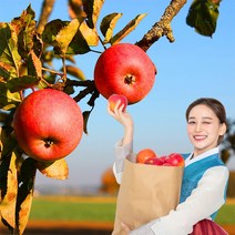 욜케이유 부사 꿀 사과 맛있는 정품 못난이 주스용 가정용 흠집 경북 충주 거창, 가정용 중소과 19-21과 5kg