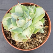 꽃다리 왕비뇌신금 68 다육식물 선인장 아이만배송