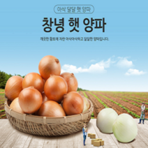 (동이농산)23년 햇 양파 5kg 10kg 15kg 19kg - 국산 창녕 양파, 대+중 혼합
