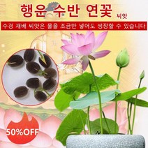1+1 관상용 수반 연꽃 미니연꽃 식물 미니연꽃키우기 수경식물 실내식물 연꽃 씨앗, 혼합색 연꽃씨 20톨, 20개X2