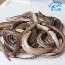 통영바다장어1kg 붕장어국거리 구이 곰거리용 당일배송전 손질한 생물장어, 장어구이용1kg(큰장어)