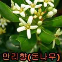 크렌베리묘목 포트묘3그루 유실수 꽃나무 나무 묘목 다래나무 과일나무, 만리향포트2주