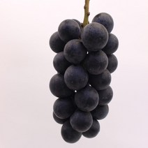 송산 거봉포도 캠벨포도 500g 1kg, 500g 1송이