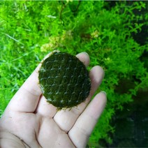 피시덴모스 (원형 4cm)