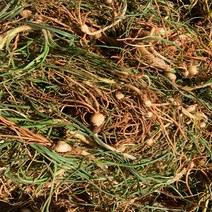 (늘푸른NS) 국내산 노지재배, 1박스, 흙달래 500g
