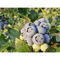 착한가격 광일농원 블루베리 결실주 묘목 2주 과수 유실수 과일나무 재배하기, 3년5치포트, 1개
