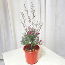 청년농부 호주매화 빨간꽃 겹꽃 이쁜꽃 월동가능 20