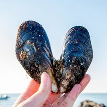 맛수러움 안면도 직접 따온 자연산 홍합 섭 1kg, 1kg(15-18미)