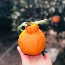 제주 한라봉 3kg 5kg 10kg 노지 제주도 가정용 선물용 제철 택배, 한라봉 상품 5kg 소과