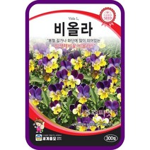 주주씨앗 비올라 300립 꽃씨앗 씨 종자 삼색제비꽃 봄꽃 헬렌마운트 화단 팬지꽃 용기정원