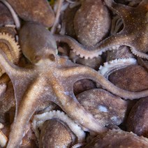 남도사랑 산지직송 고흥 산낙지 활낙지 3미 (해수 산소포장), 1