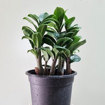 보석금전수 소형 /미니 보석금전수 /높이 25cm, 혼합색상, 1개