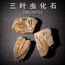 삼엽충 화석 암모나이트 수집 천연 고생물 장식품, S006