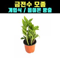 곰빵몰 금전수 개업식 선물 돈들어오는식물 Fat Boy