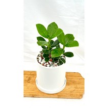 [골든플랜트] 완제품 크루시아 먼지제거식물 공기정화식물 클루시아, 1개