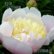 작약 숙근 입고 금강원예, 프리메베르