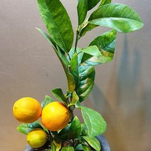 [이삽저삽]황금레몬나무화분(키70-80cm내외/7치화분포함)4년생 개화주 상큼한 레몬향 아열대과일나무 시트러스/오렌지빛 레몬열매 비타민C 식용 요리재료 관상용